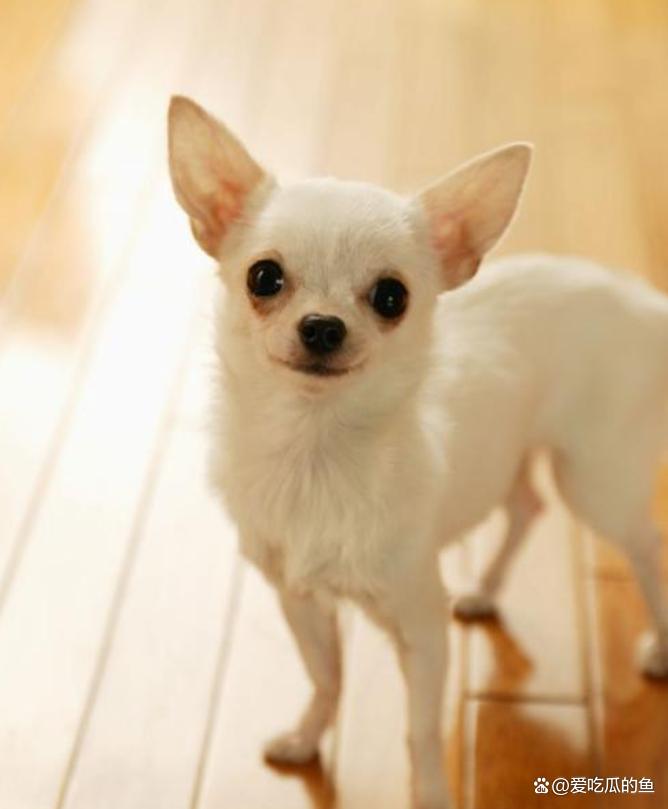 中小型犬类,中小型犬宠物狗品种