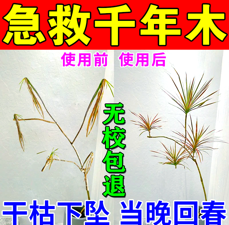 千年健的营养价值有哪些,千年健的功效与作用及禁忌的功效与作用