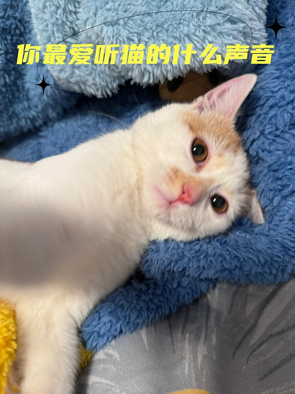 吸引猫的声音,吸引猫的声音10秒