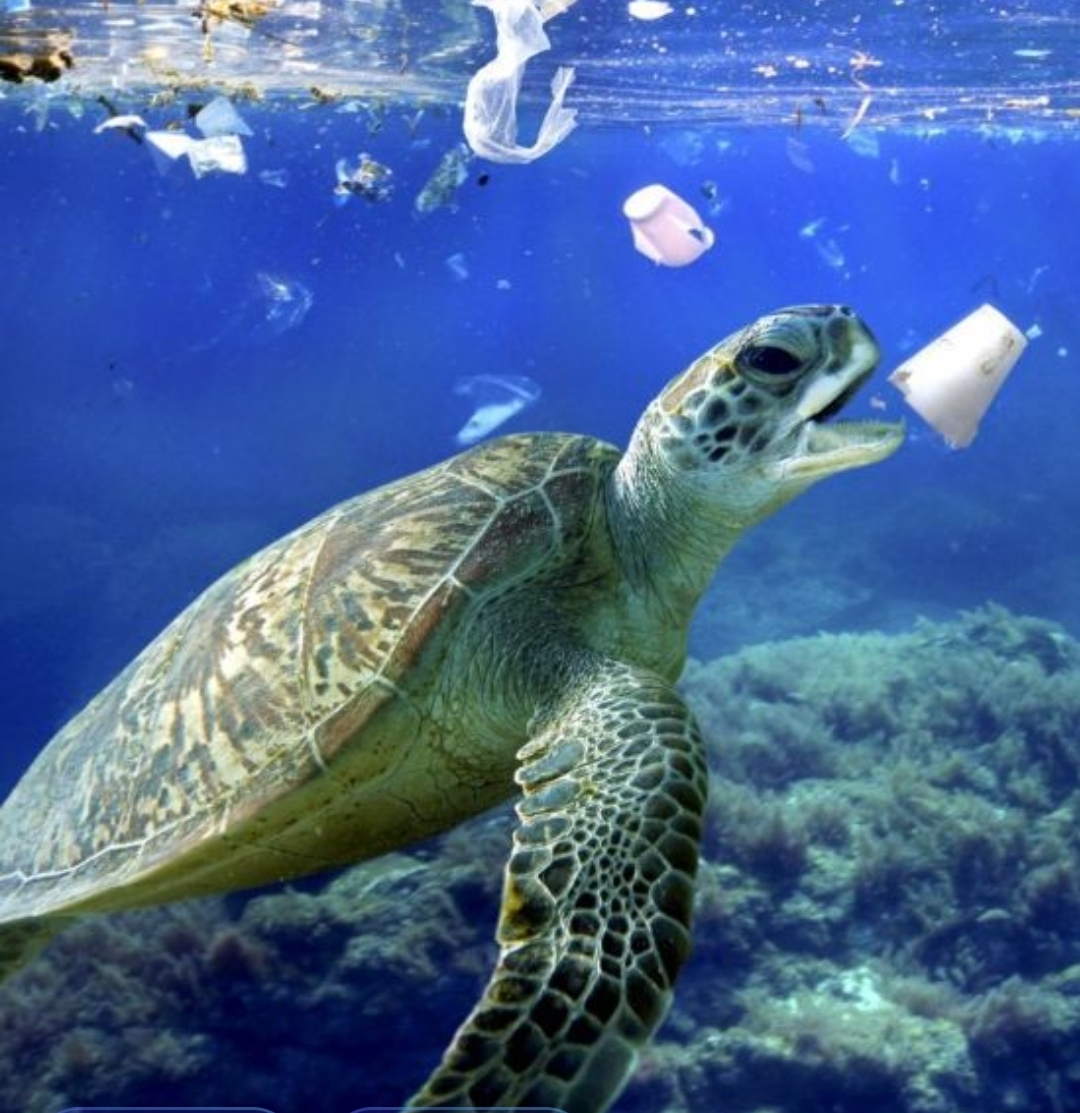 塑料盒是什么垃圾,塑料盒是干垃圾还是可回收垃圾