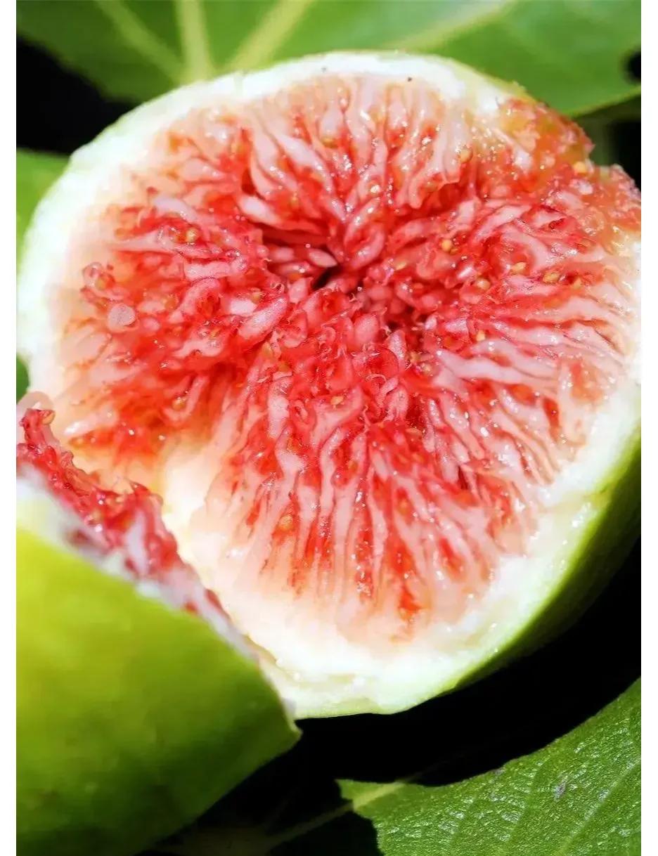 新鲜无花果的皮能吃吗,新鲜无花果皮能吃吗多少钱一斤