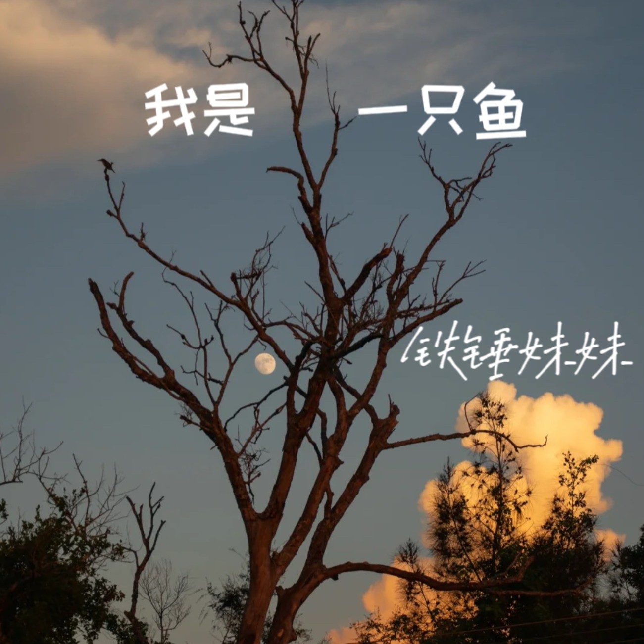 我是一只鱼歌词,我是一只鱼歌词含义