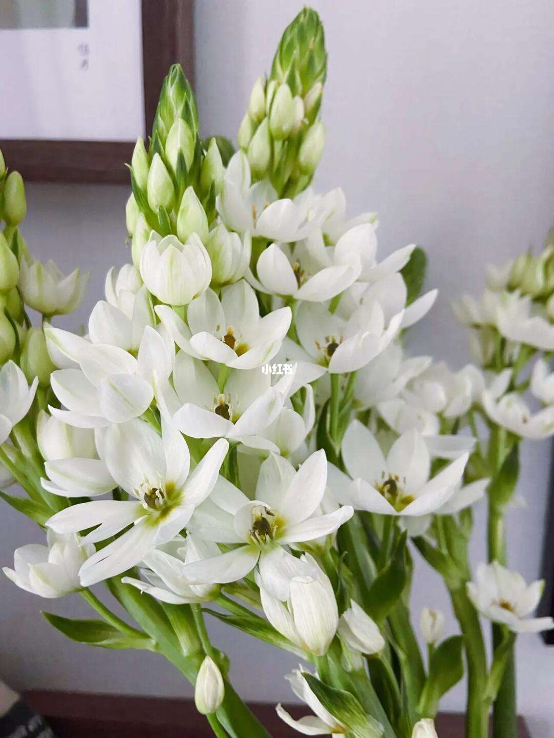 圣心百合是什么花,圣心百合的花语和寓意