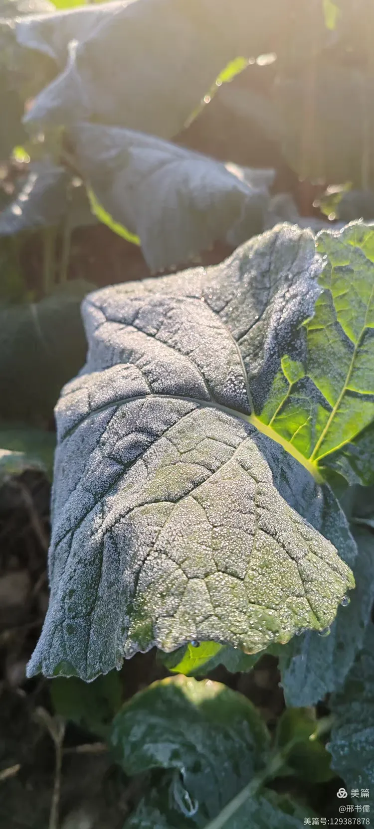 霜怎么形成的,霜怎么形成的物态变化