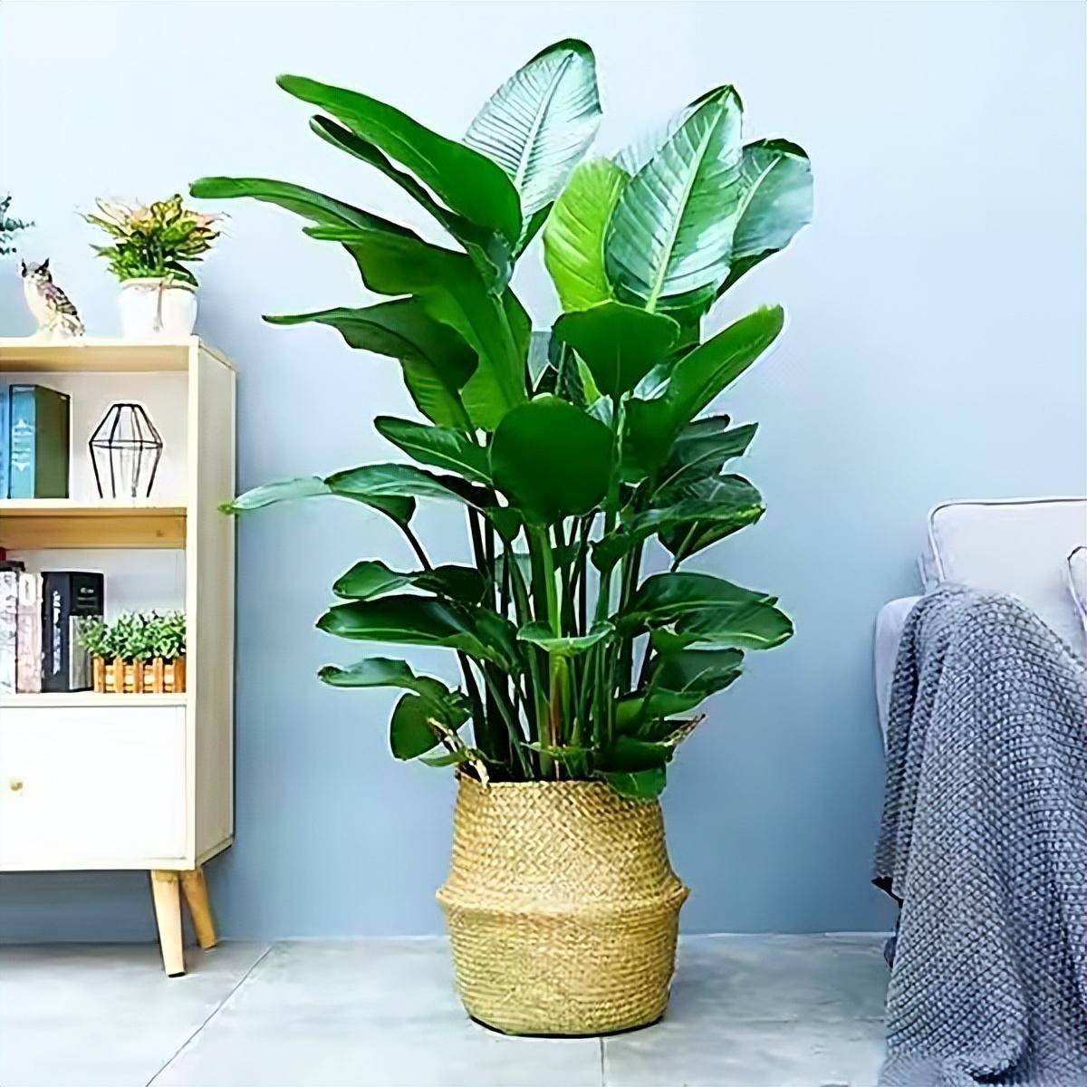 六种绿植小盆栽好看又好养,六种绿植小盆栽好看又好养活