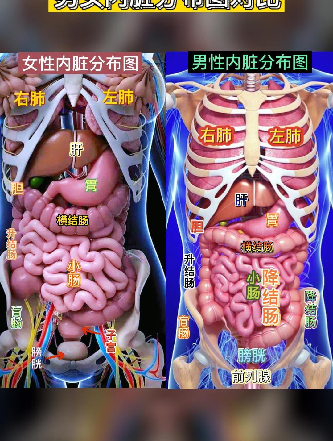 人体的基本结构是什么,人体的基本结构是什么意思