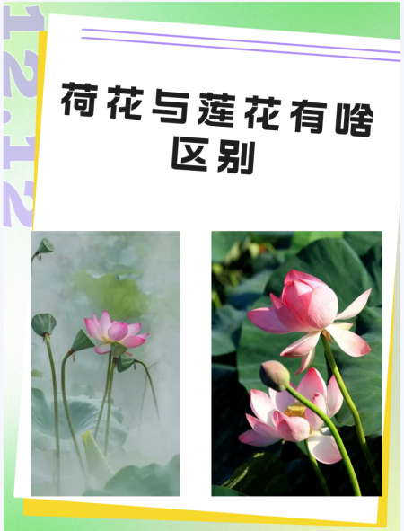荷花跟莲花的区别,荷花和莲花是一样吗