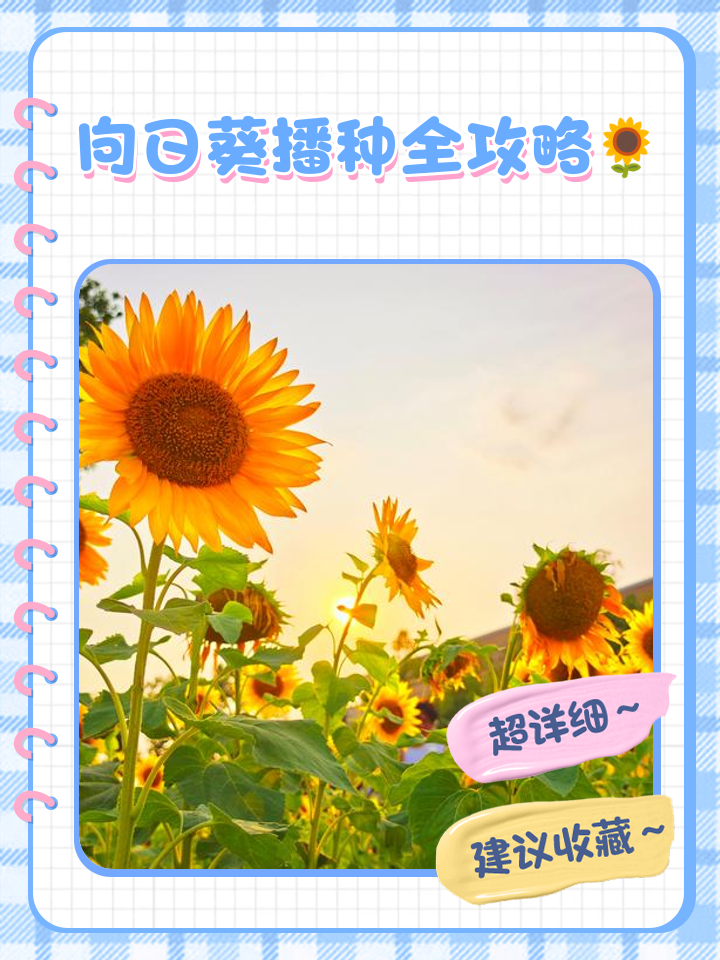 太阳花播种时间及方法,太阳花播种时间及方法图片