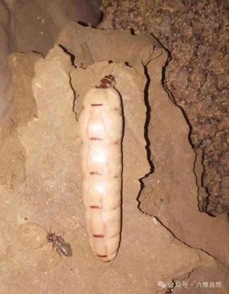 堤溃蚁穴是什么,堤溃蚁孔指什么生肖