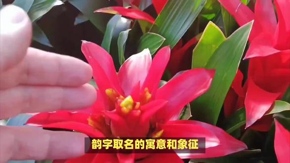 韵字的寓意,韵字的寓意和象征意义是什么