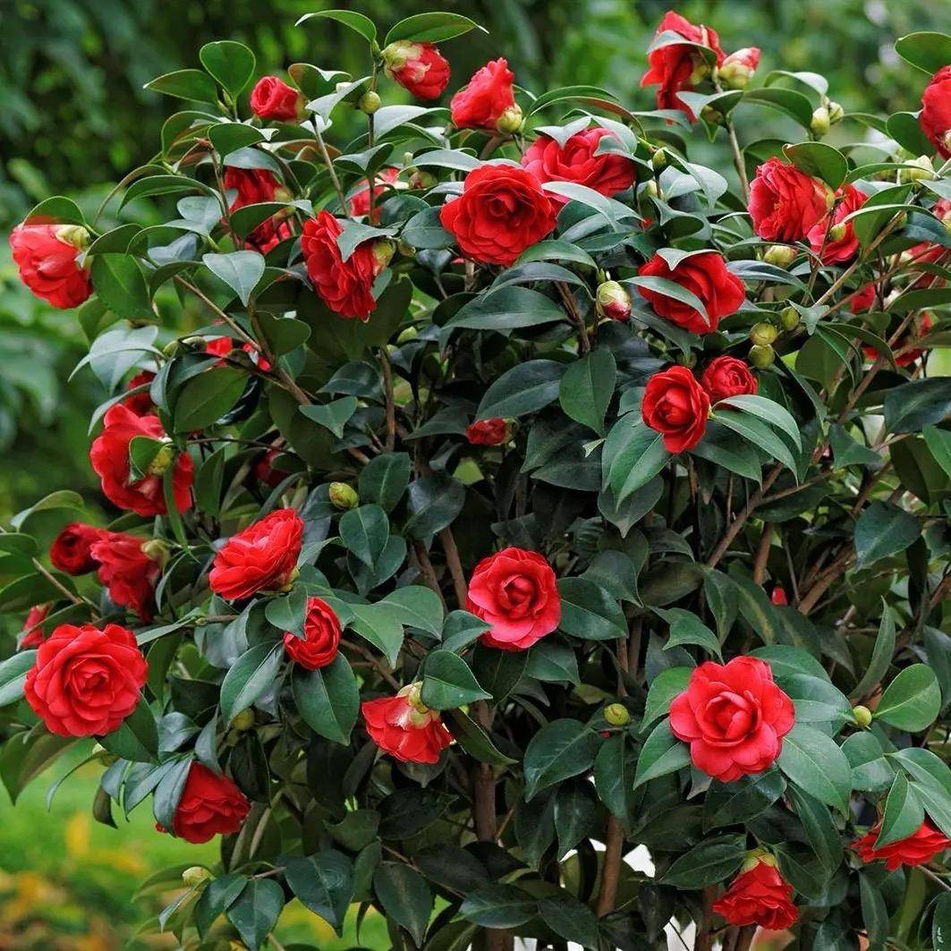 院子里种哪些花好,院子里一般种什么花