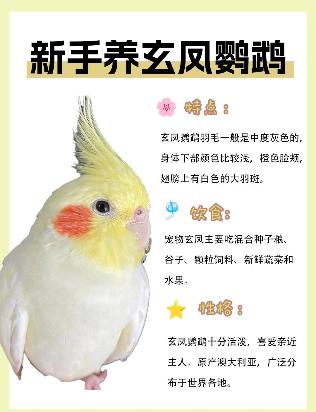 如何分辨玄凤鹦鹉的公母?,