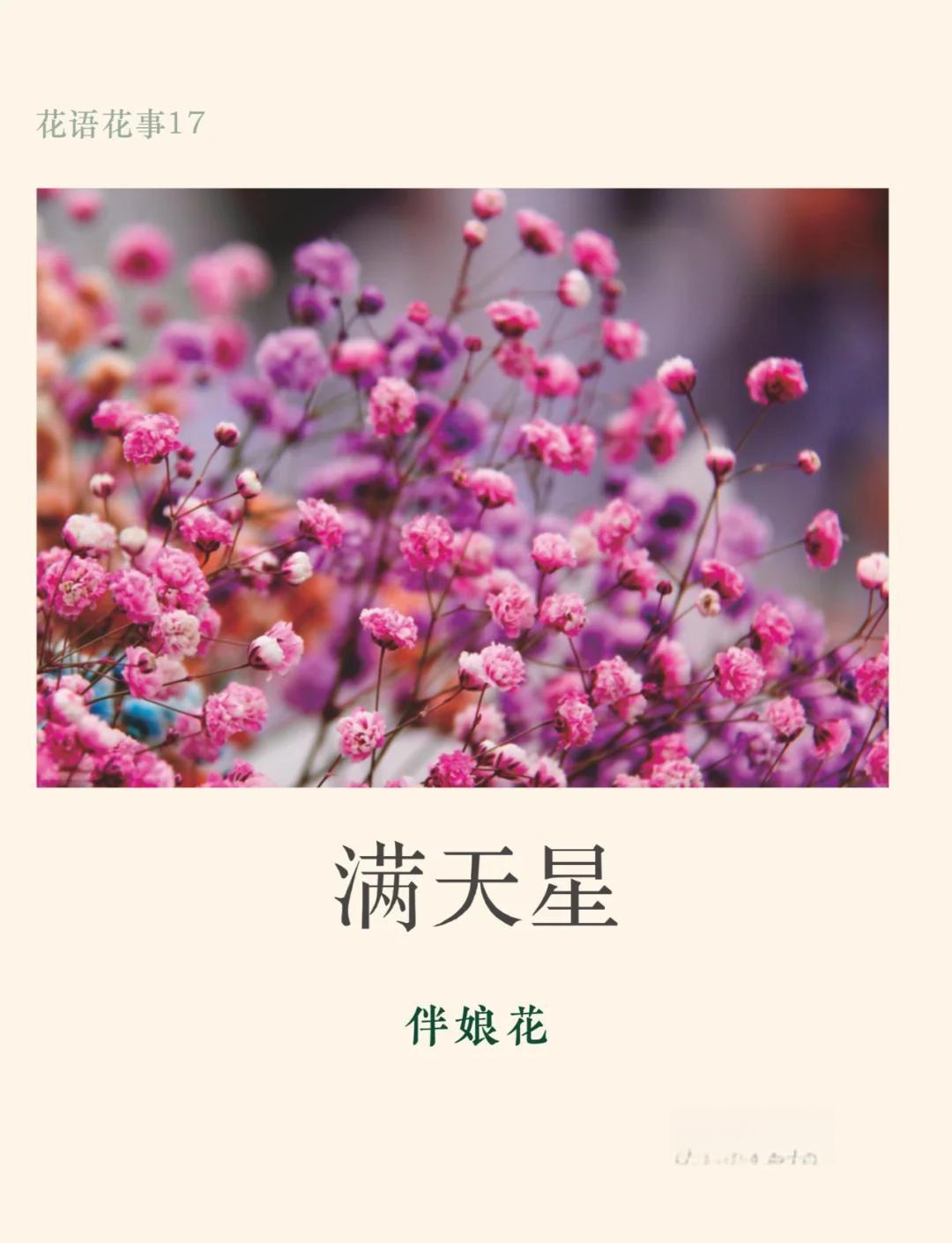 满天星的寓意是什么,满天星代表的寓意是什么