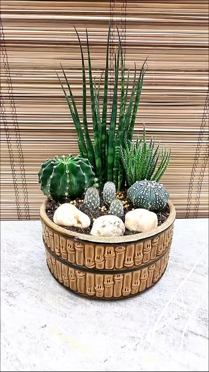 盆栽植物有哪些,耐晒的盆栽植物有哪些