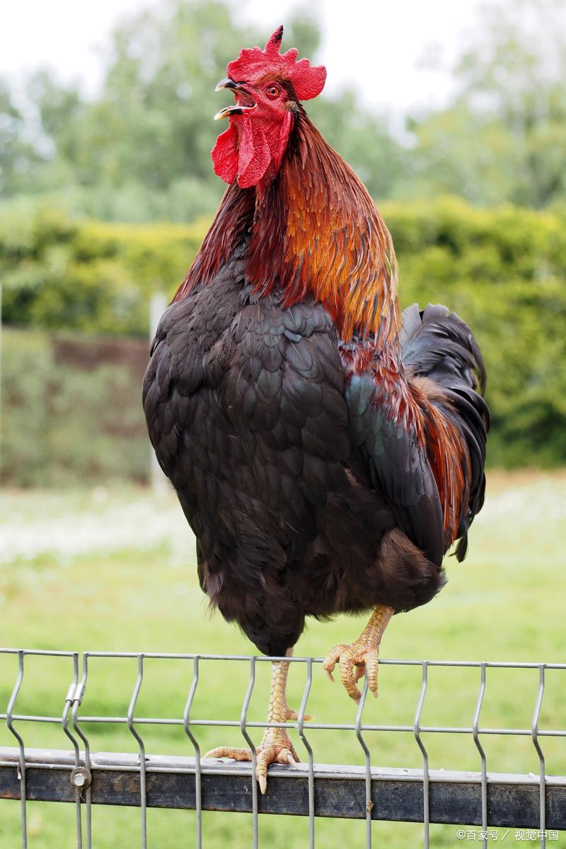 六畜是指哪六种动物,六畜是指哪六种动物生肖