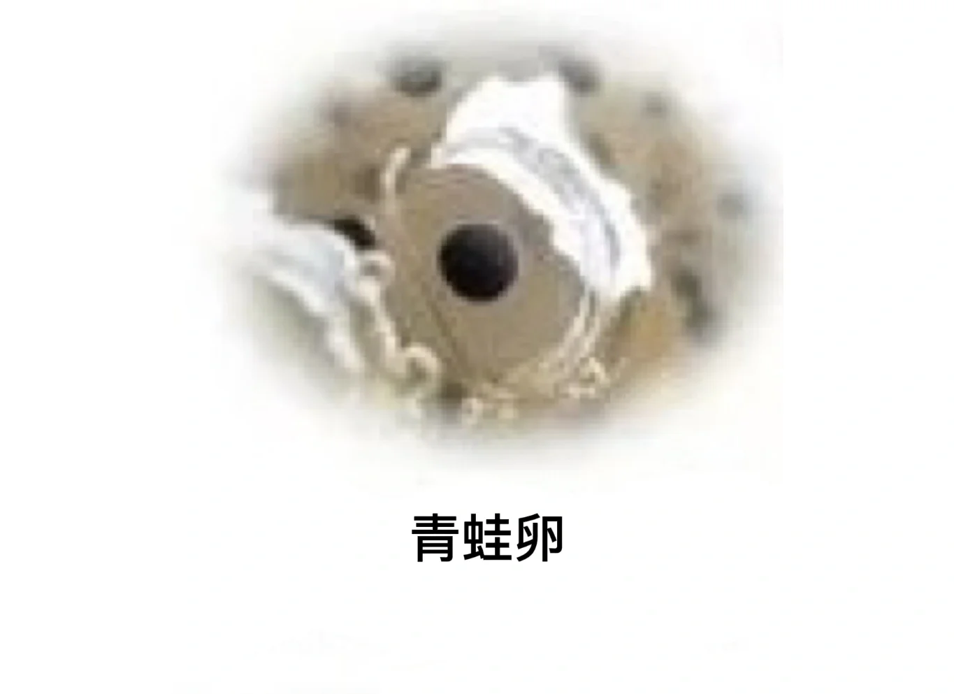 蝌蚪变成青蛙的过程,蝌蚪变成蛙的全过程图片