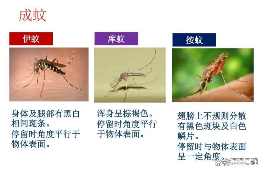 室内蚊子多是什么原因,室内蚊子特别多是什么原因