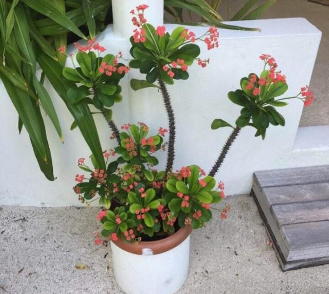 虎刺梅能放在屋里种植吗,虎刺梅能放在屋里吗 屋里养虎刺梅有毒吗