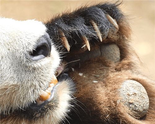 为什么古代叫熊猫做白罴,熊猫为什么是黑白色的传说