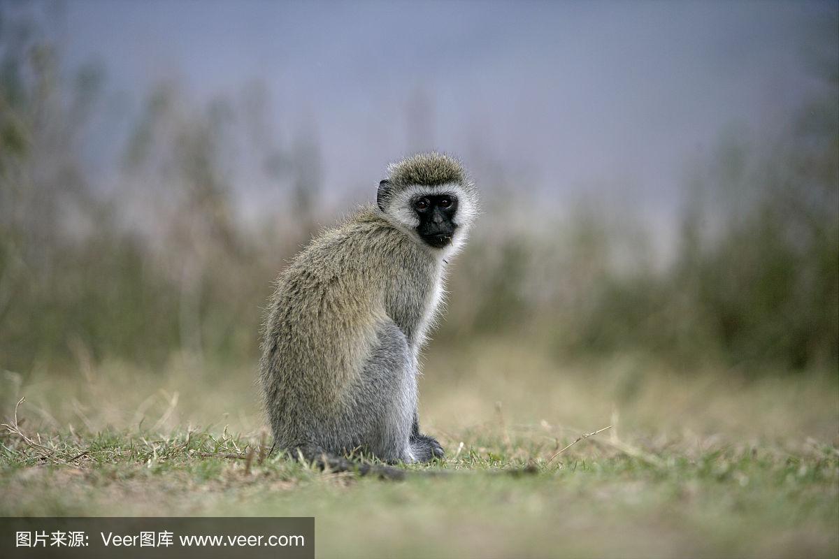 马尔布鲁克绿猴的特点,