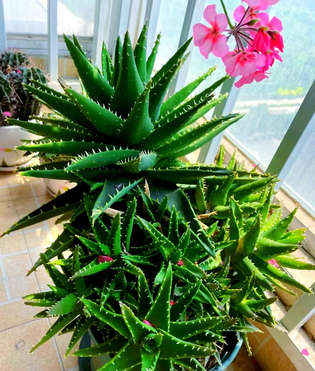 芦荟盆栽多长时间浇水一次,芦荟盆栽多长时间浇水一次好