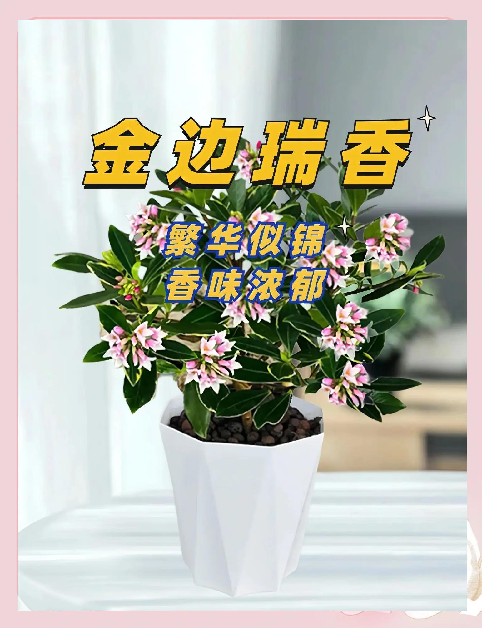 瑞香花怎么养,瑞香花怎么养才开花