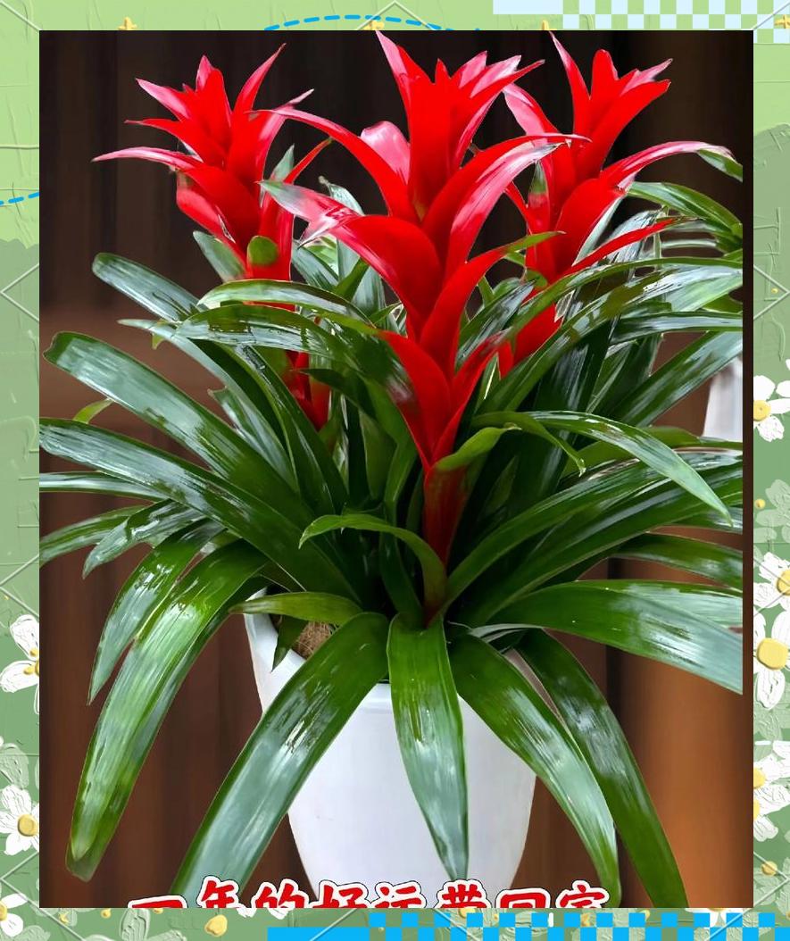 红运当头花怎么养,红运当头花的预意是什么