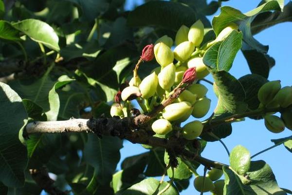 开心果产地是哪里,开心果是什么树的果实产地