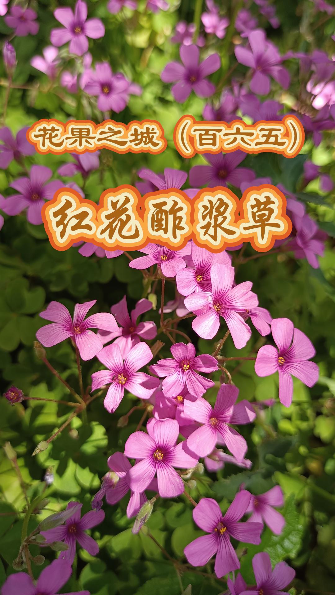 红花草的功效与作用,红花草的功效与作用吃法