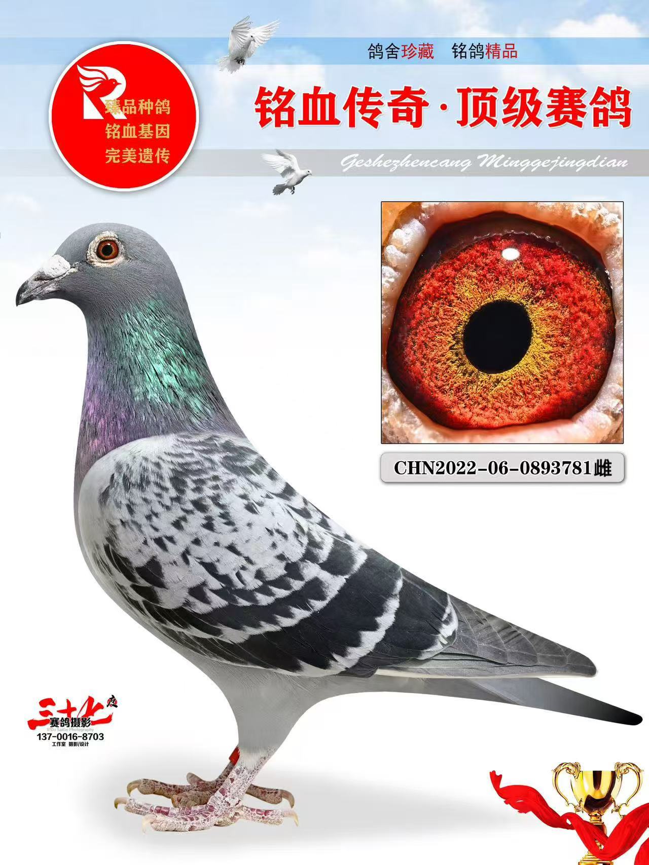 鸽子王什么意思,鸽子精是什么意思和梗