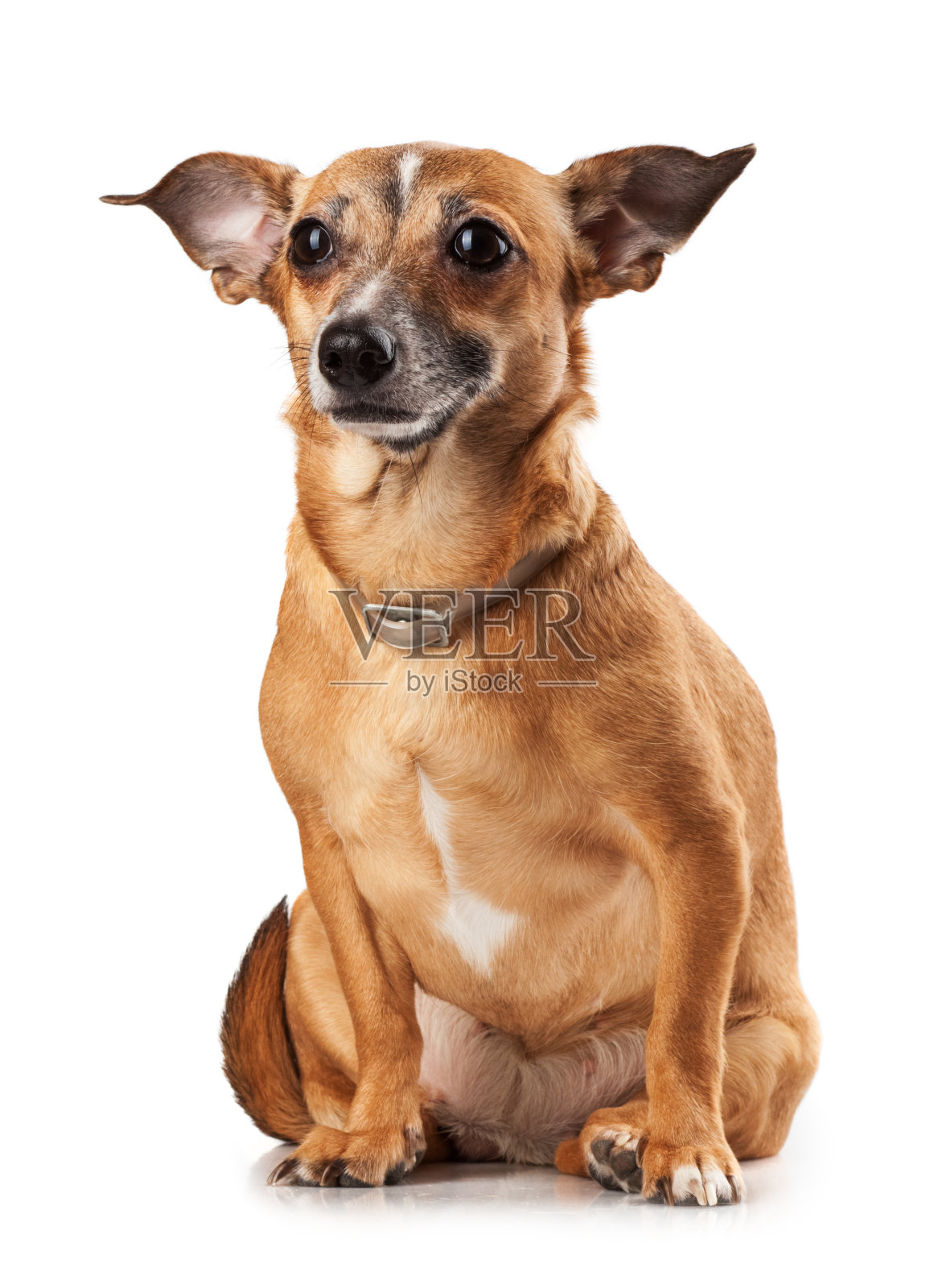 什么是玩具犬,狗玩具都有什么类型