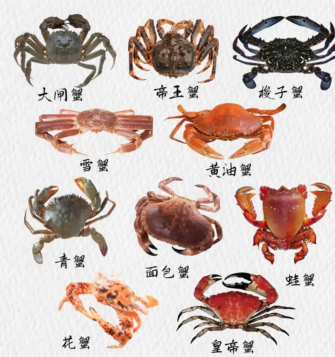 螃蟹吃什么部位最好吃螃蟹吃哪个部位最好吃,螃蟹到底吃哪个部位