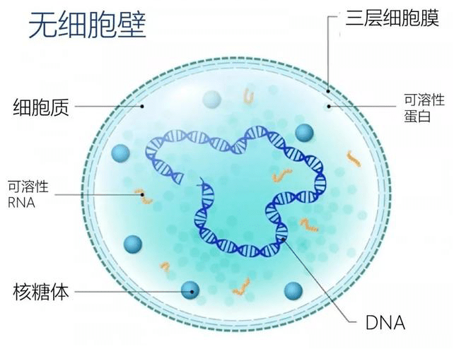 胞衣是什么意思,衣胞地是什么意思