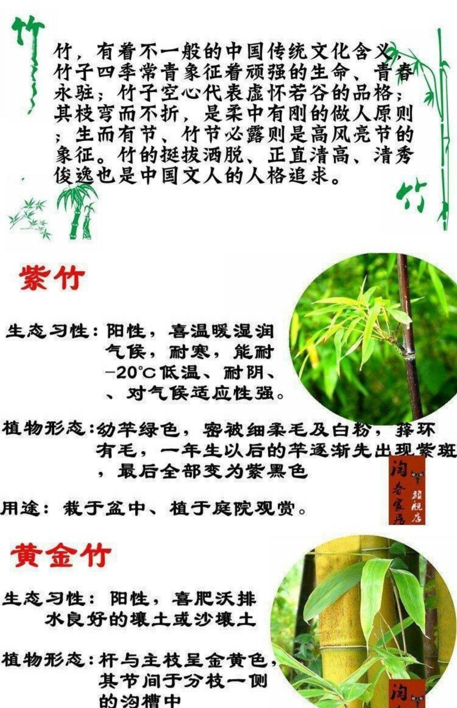 竹子精神品质有哪些,竹子精神品质象征意义