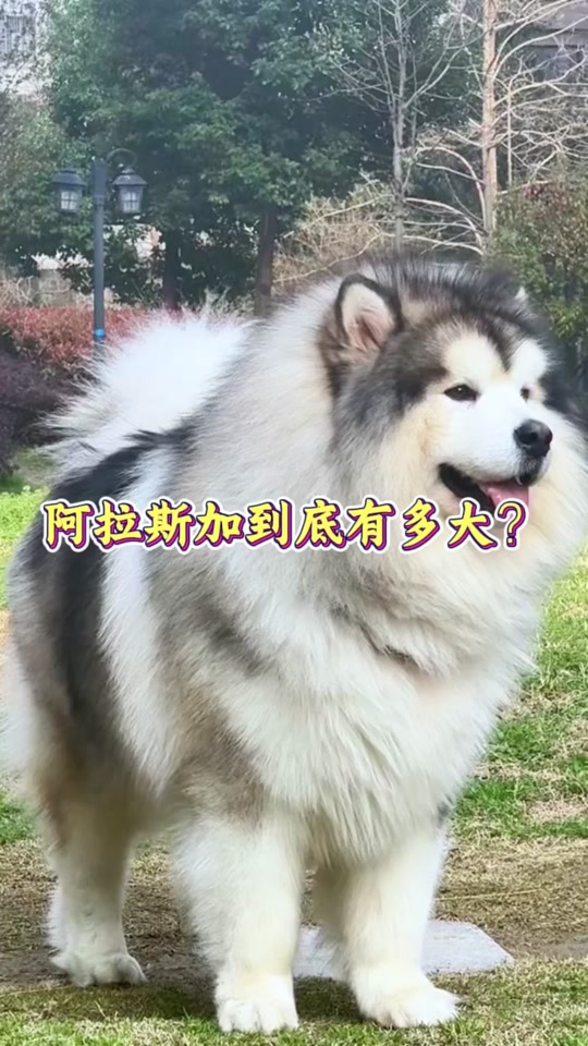 狗狗一岁相当于人几岁,狗的一岁半相当于人的多少岁