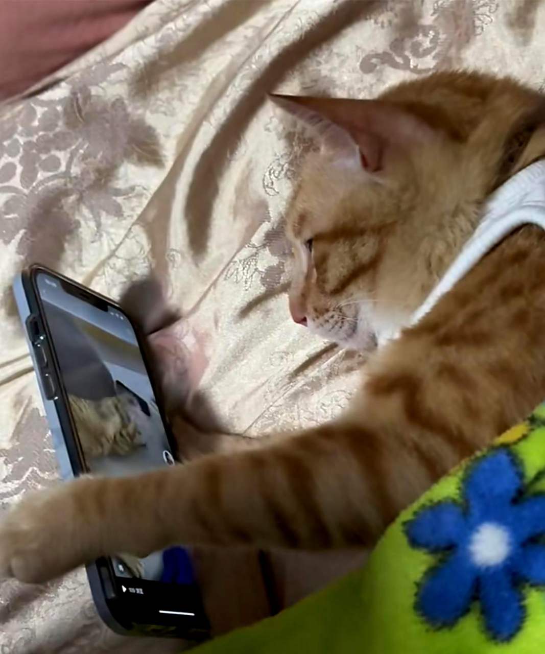 玩猫是什么意思啊,玩猫是什么意思啊网络用语