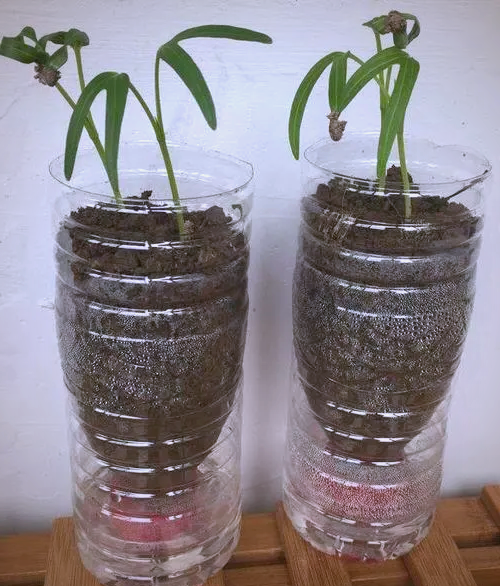 怎么才能用矿泉水瓶做花瓶,怎么才能用矿泉水瓶做花瓶手工