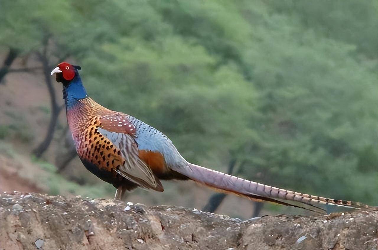 野鸡怎样做好吃又营养,