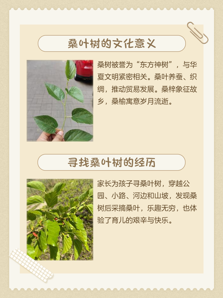 怎么种植桑叶桑树,怎么种植桑叶桑树苗