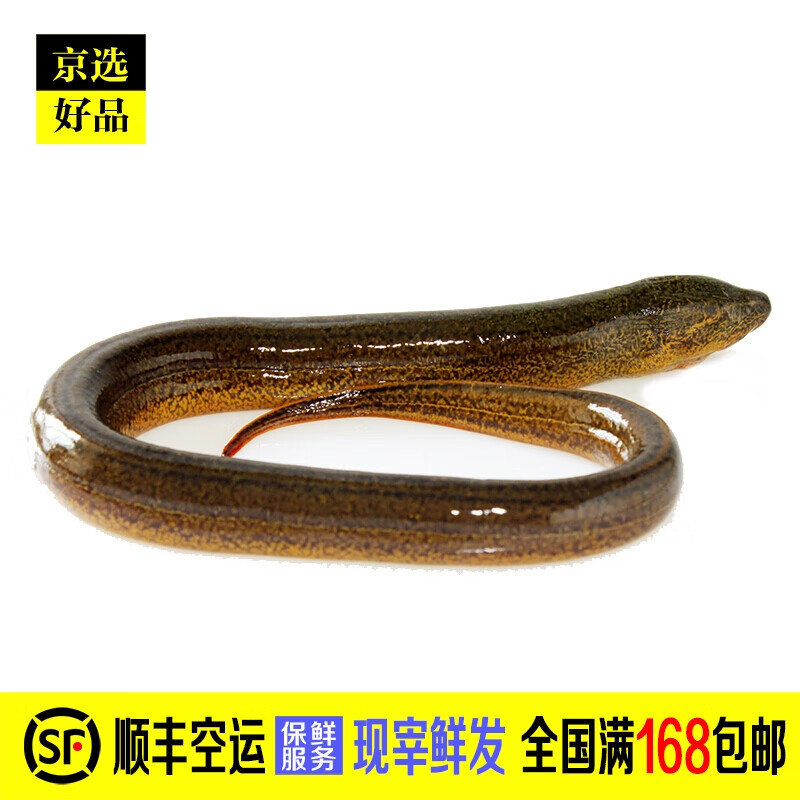 鳝鱼属于鱼类吗,鳝鱼属于鱼类吗