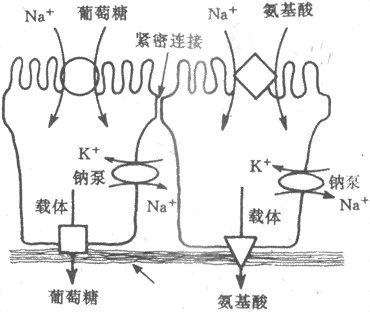 主动转运的特点是:,主动转运的特点是需要载体蛋白帮助