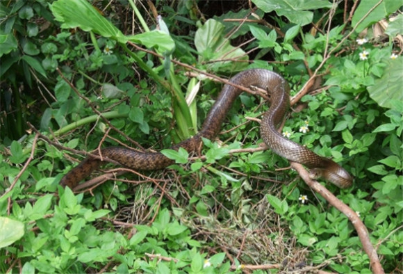 家里进小蛇的真正预兆,梦见家里进小蛇的真正预兆