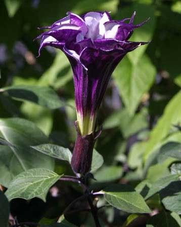 黑色曼陀罗,黑色曼陀罗短剧