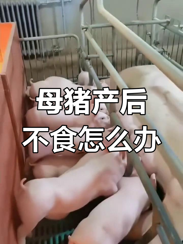 猪不吃食怎么办?,28天小猪不吃食怎么办