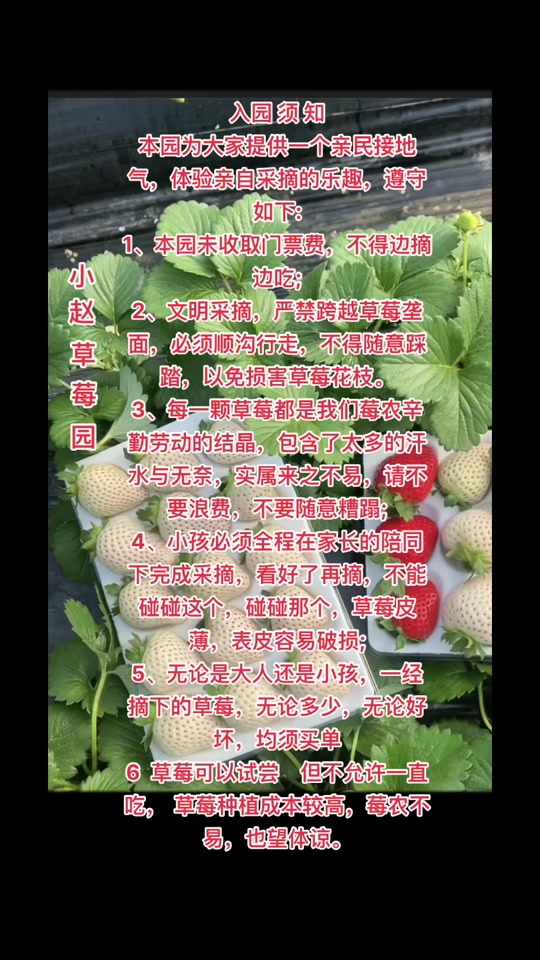 草莓采摘要几月份