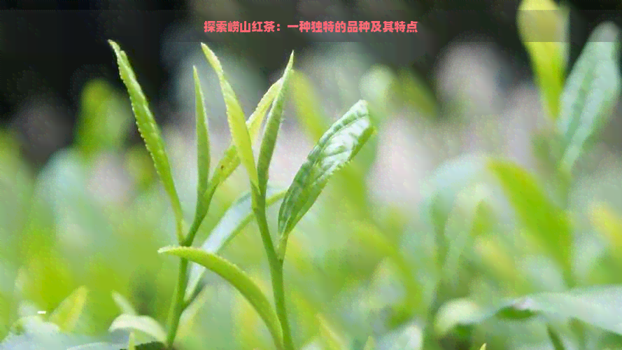 崂山红茶是什么品种,崂山红茶的口感和香气