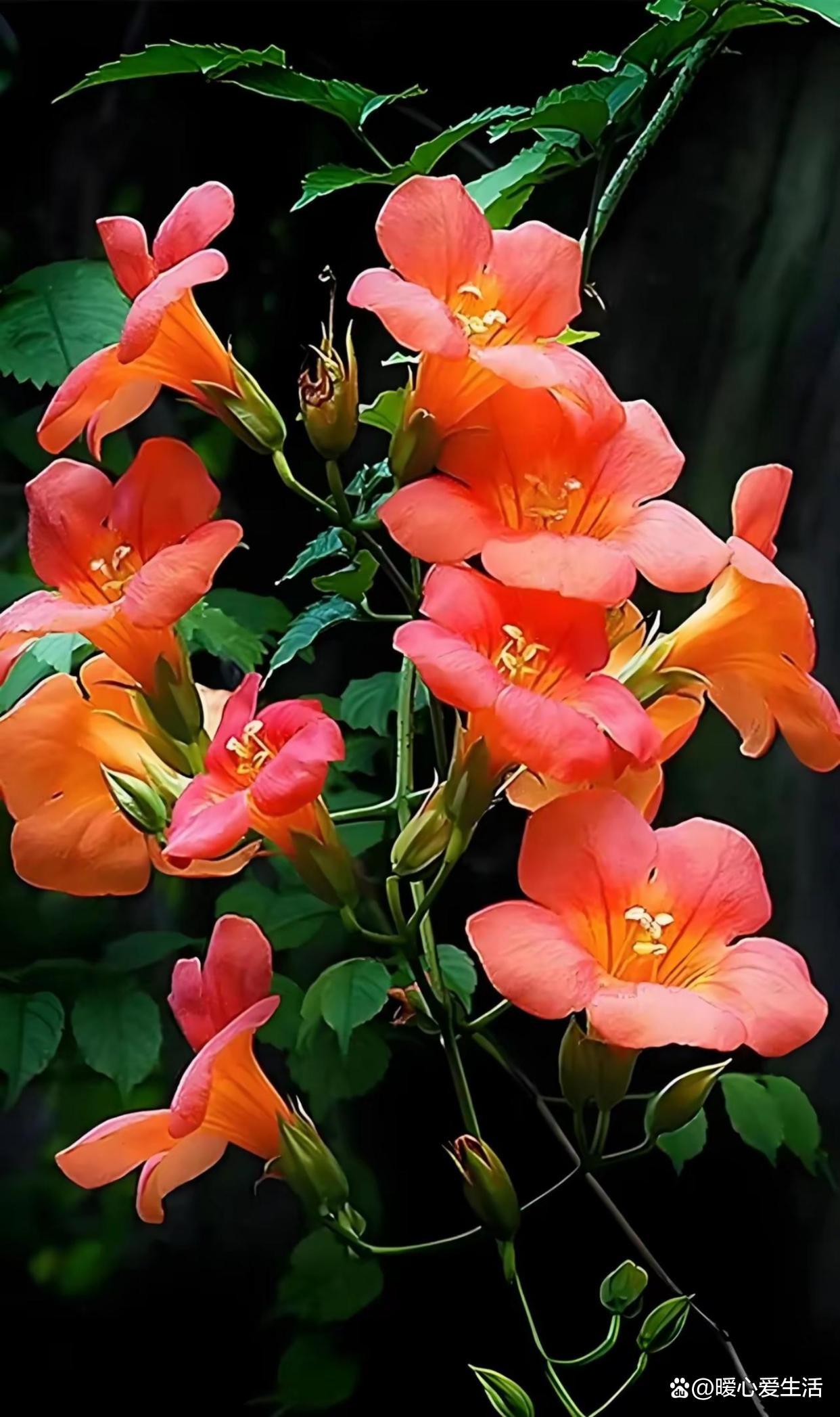 凌霄花的功效与作用及禁忌,凌霄花的功效与作用及食用方法