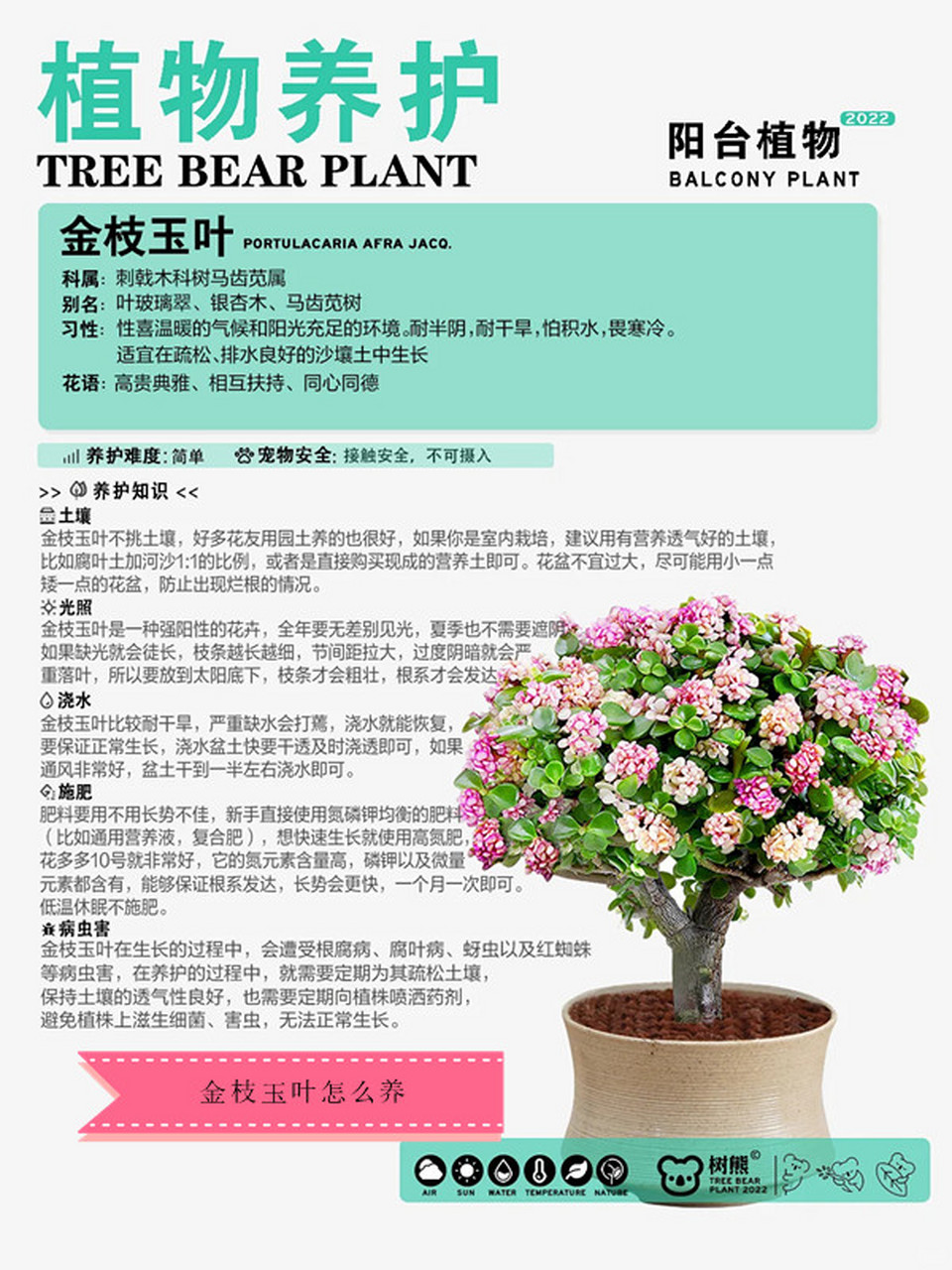 金枝玉叶繁殖方法,金枝玉叶繁殖方法有哪几种