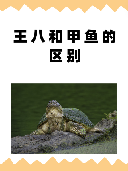 甲鱼与乌龟的区别,为什么吃甲鱼不吃乌龟