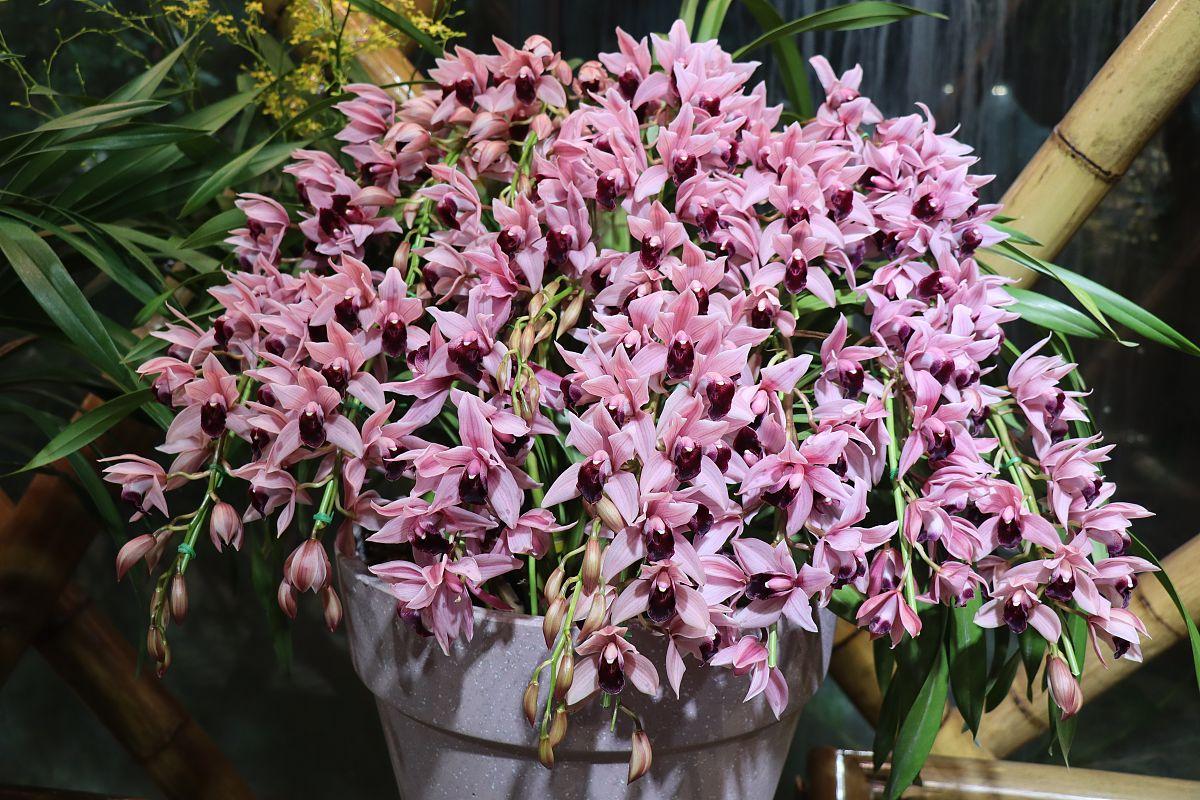 金边瑞香一年有多少次花期呢,金边瑞香一年苗什么时候开花